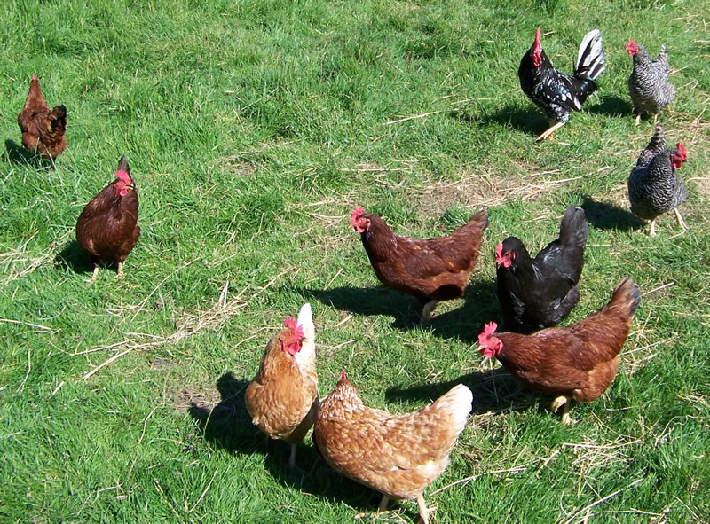 Laying Hens & Rooster