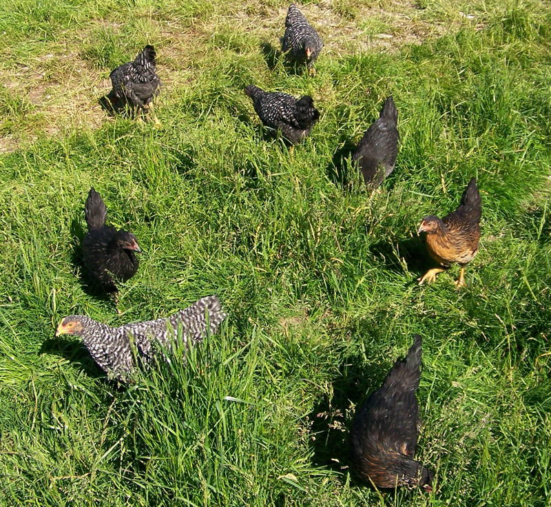 Laying Hens in Training (8 wks old)