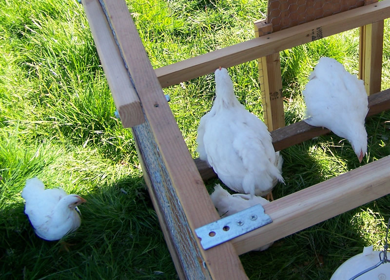 Young Broilers (5 wks old)