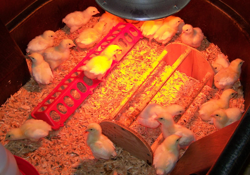 Broiler Chicks (1.5 wks old)