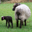 Thumbnail image for First Purebred Churro lamb of 2012