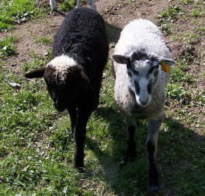 Two of our 2011 lambs
