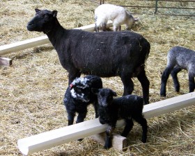 Teacup Shetland cross (BFLXGot) lambs with mom