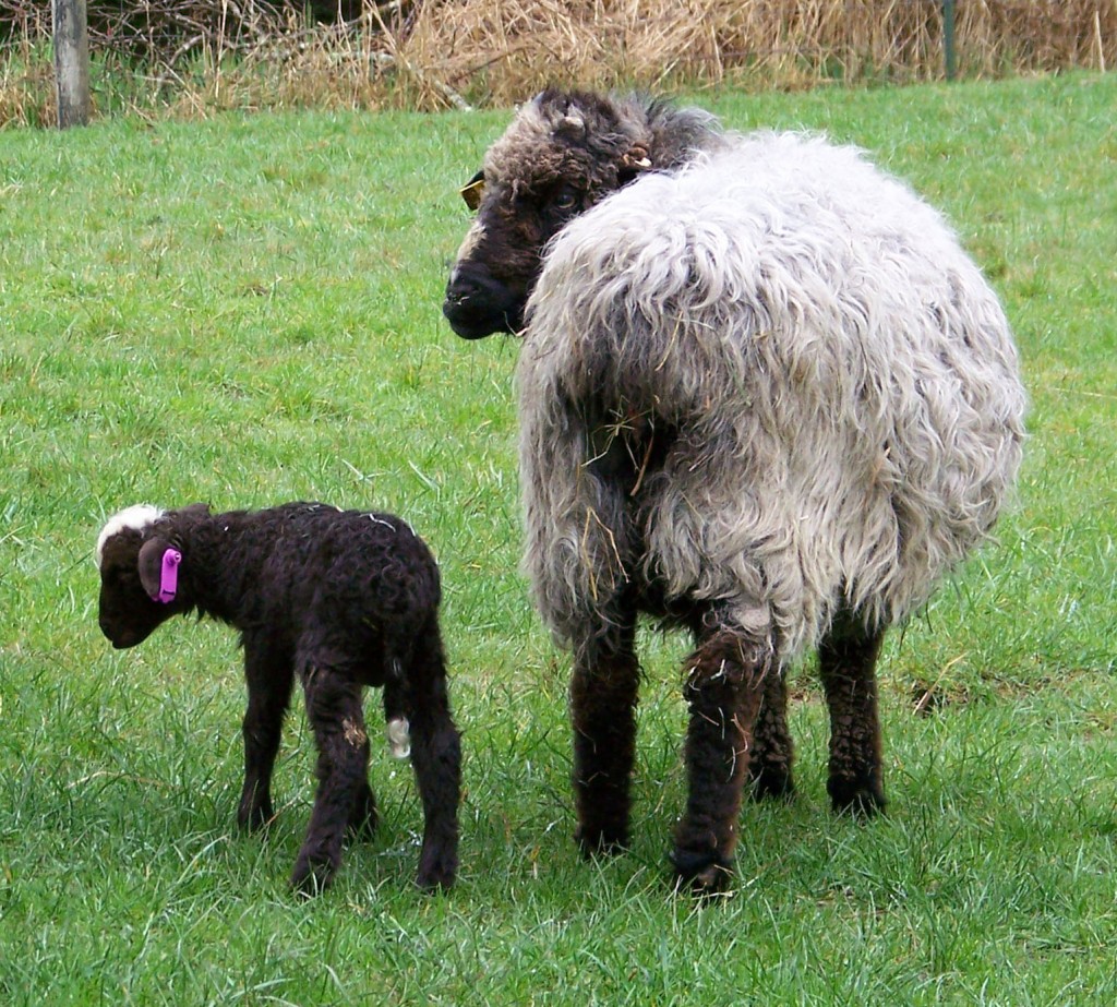 First Churro lamb of the season