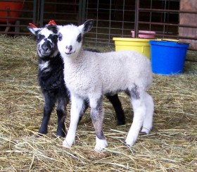 BFL cross white ewe with Churro cross boy