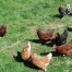 Thumbnail image for New Chicken Pictures