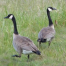 Thumbnail image for Our Visiting Wild Geese