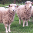 Thumbnail image for Leicester Longwool Sheep